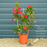 Mandevilla 'Sundaville Red' Climbing Plants