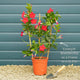 Mandevilla 'Sundaville Red' Climbing Plants