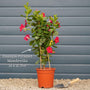 Mandevilla 'Sundaville Pink' Climbing Plants