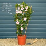 Mandevilla 'Sundaville Pink' Climbing Plants