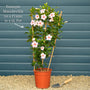 Mandevilla 'Sundaville Pink' Climbing Plants
