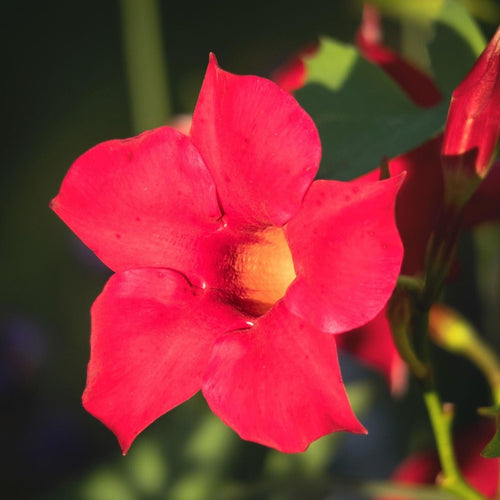 Mandevilla 'Sundaville Red' Shrubs