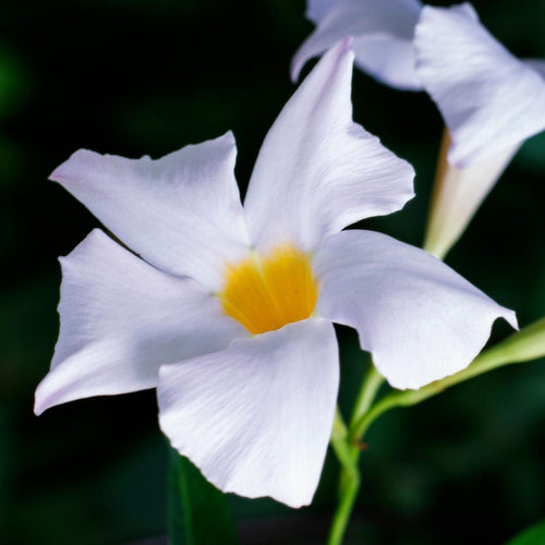 Mandevilla 'Sundaville White' Shrubs