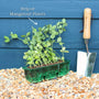 'Carouby de Mausanne' Mangetout Plants Vegetables