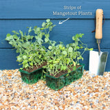 'Carouby de Mausanne' Mangetout Plants Vegetables