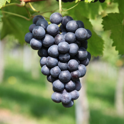 'Maréchal Foch' Outdoor Grape Vine Soft Fruit