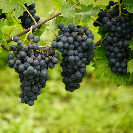 'Maréchal Foch' Outdoor Grape Vine Soft Fruit