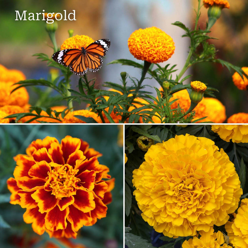 Ultimate Vegetable Companion Plant Collection | Cosmos, Marigold & Zinnia Annual Bedding