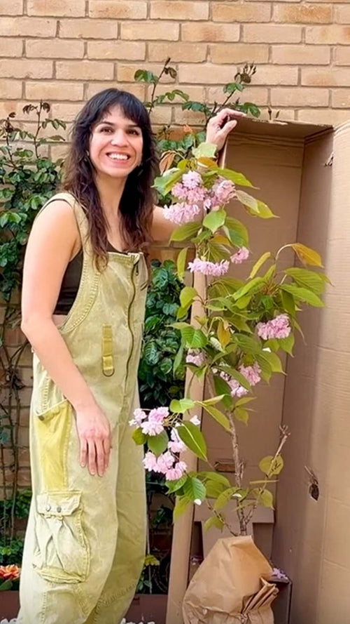Mariné unboxes a 'Kanzan' cherry tree