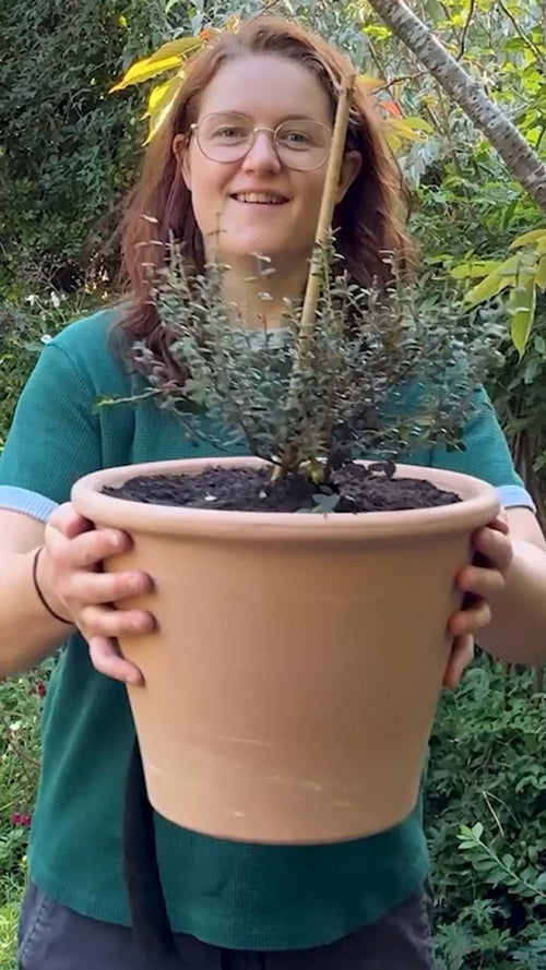 Martha unboxes a Chilean guava