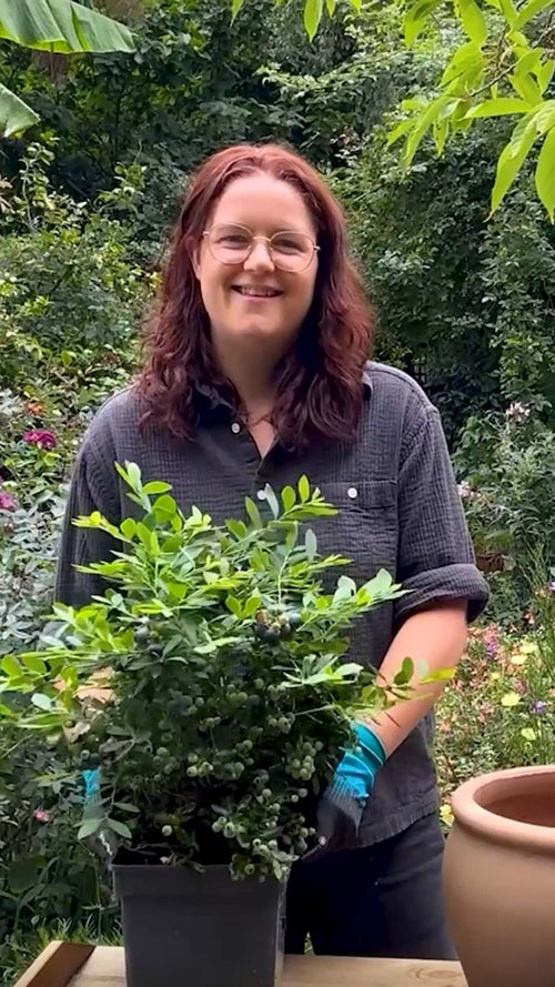 Martha unboxes a 'Sunshine Blue' blueberry