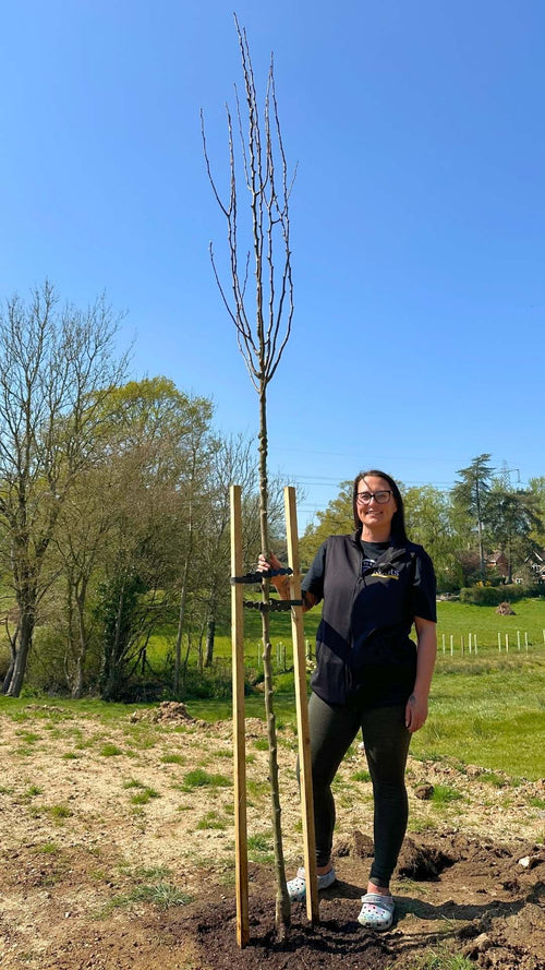 How to plant a mature tree