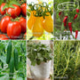 The Med Veg Medley Vegetables