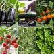 The Med Veg Medley Vegetables