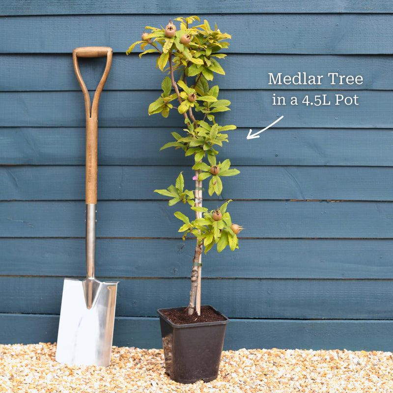 'Westerveld' Medlar Tree Fruit Trees