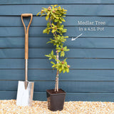 'Westerveld' Medlar Tree Fruit Trees