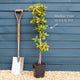 'Westerveld' Medlar Tree Fruit Trees