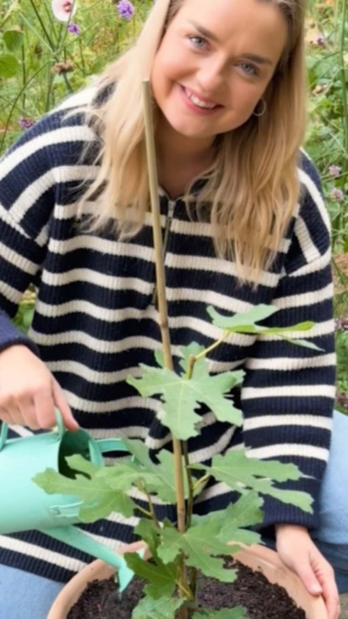 Mel unboxes a 'Brown Turkey' fig tree