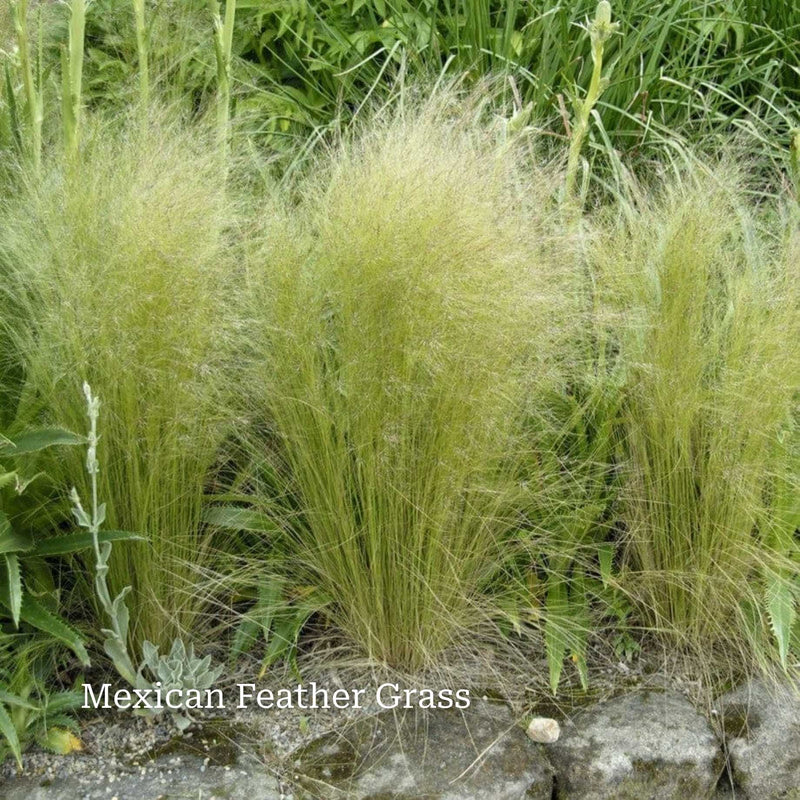 Classic Ornamental Grass Collection Perennial Bedding