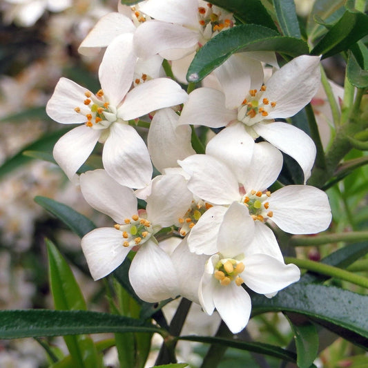 Mexican Orange Blossom | Choisya ternata Shrubs