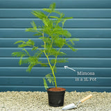 Golden Mimosa Tree | Acacia dealbata Ornamental Trees