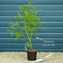 Golden Mimosa Tree | Acacia dealbata Ornamental Trees