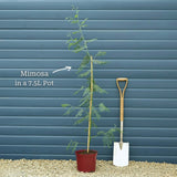 Golden Mimosa Tree | Acacia dealbata Ornamental Trees