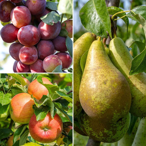 Mini Orchard Collection | Apple, Pear & Plum Fruit Trees