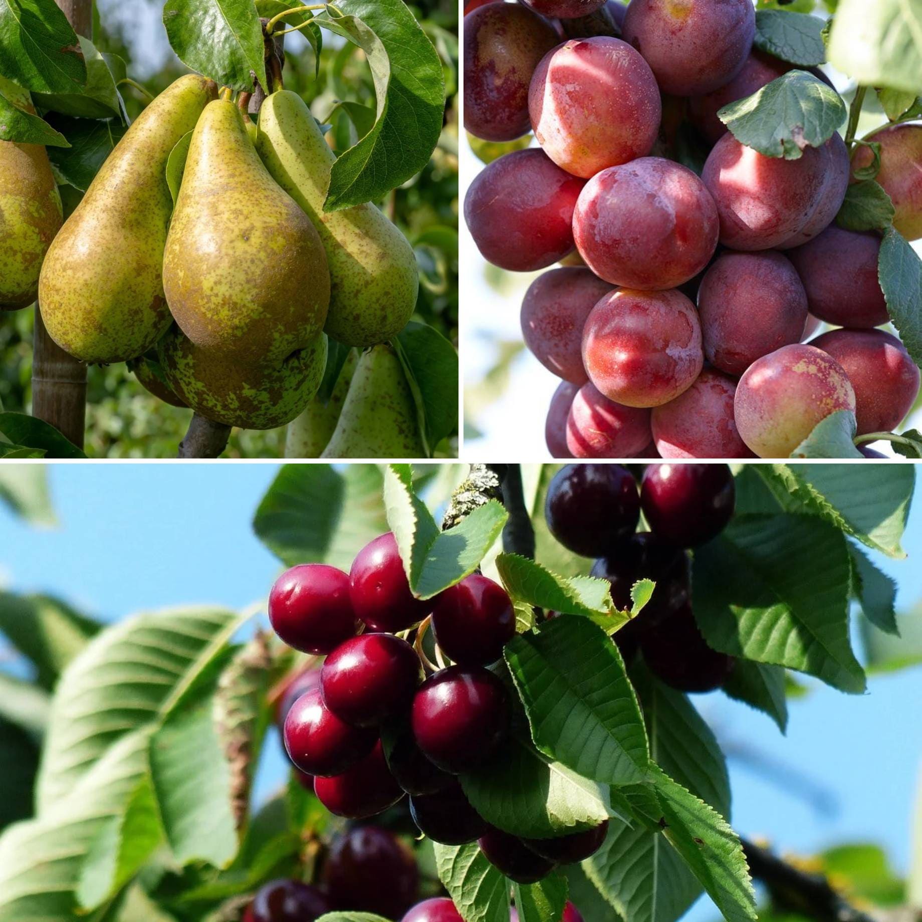 Cherry Origin Picking the Perfect Cherry Tree: 4 Step Guide – Roots Plants