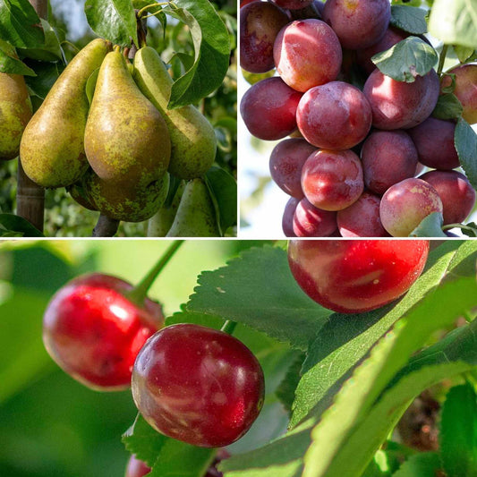 Mini Orchard Collection | Cherry, Pear & Plum Trees Fruit Trees