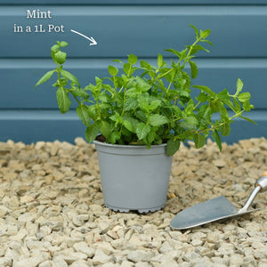 Moroccan Mint Plant Vegetables
