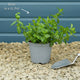 Moroccan Mint Plant Vegetables