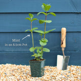 Garden Mint Plants Vegetables