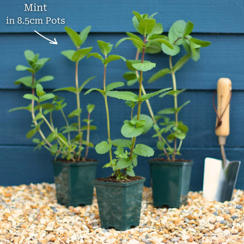 Garden Mint Plants Vegetables