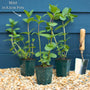 Garden Mint Plants Vegetables