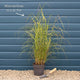 Miscanthus sinensis 'Gracillimus' Perennial Bedding