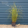 Miscanthus sinensis 'Gracillimus' Perennial Bedding