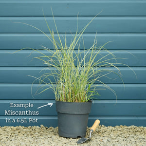 Miscanthus sinensis 'Morning Light' Perennial Bedding