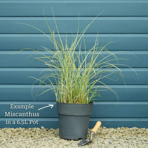 Miscanthus sinensis 'Morning Light' Perennial Bedding
