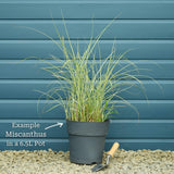 Miscanthus sinensis 'Morning Light' Perennial Bedding