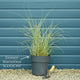 Miscanthus sinensis 'Morning Light' Perennial Bedding