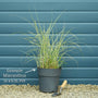 Miscanthus sinensis 'Morning Light' Perennial Bedding