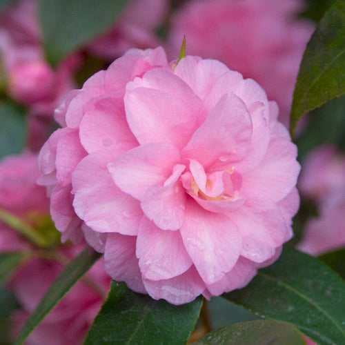 Patio Camellia Tree | Camellia 'Spring Festival' Shrubs