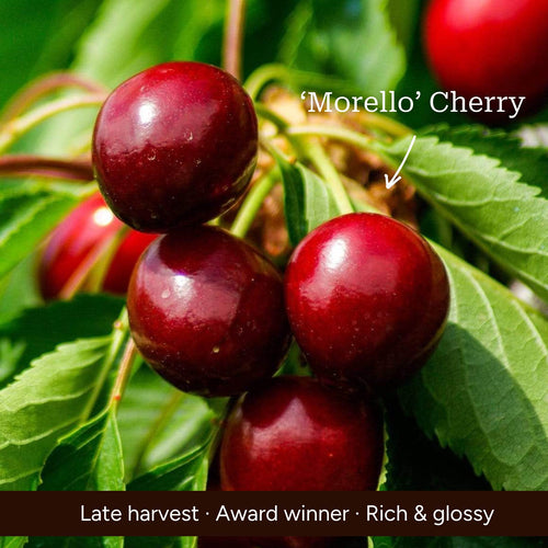 Cordon Cherry Tree Trained Fruit Trees