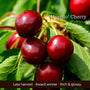 Cordon Cherry Tree Trained Fruit Trees