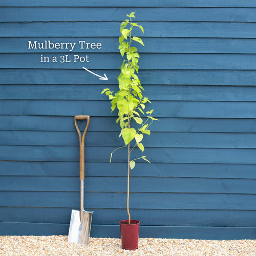 'Wellington' Mulberry Tree Soft Fruit