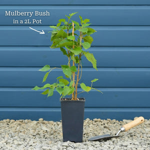 Patio Mulberry Tree | Morus rotundiloba 'Mojo Berry' Trained Fruit Trees