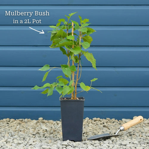 Patio Mulberry Tree | Morus rotundiloba 'Mojo Berry' Trained Fruit Trees