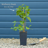 Patio Mulberry Tree | Morus rotundiloba 'Mojo Berry' Trained Fruit Trees