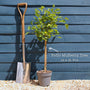 Patio Mulberry Tree | Morus rotundiloba 'Mojo Berry' Trained Fruit Trees